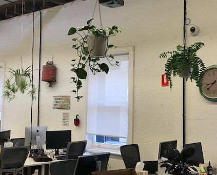 Greenfingers Indoor Plants