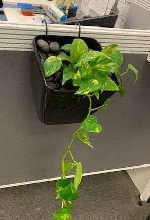 Greenfingers Indoor Plants