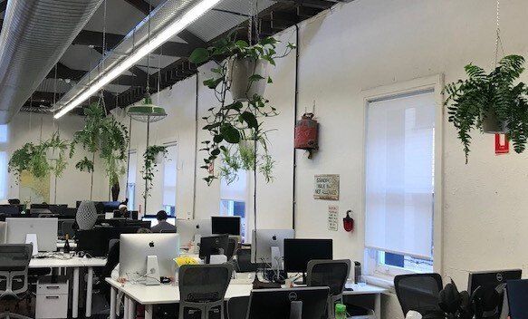 Greenfingers Indoor Plants