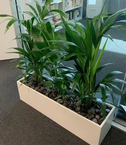 Greenfingers Indoor Plants