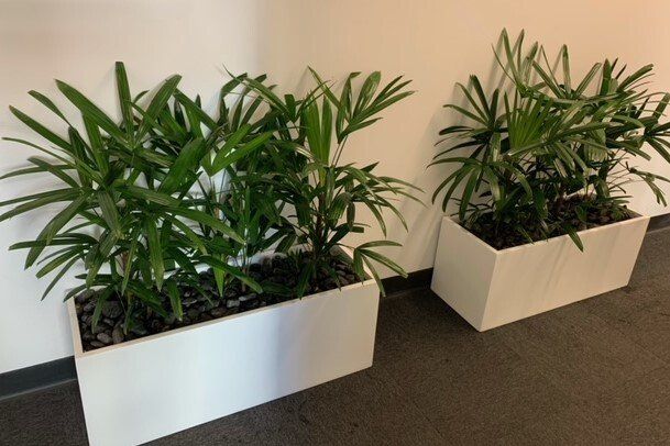 Greenfingers Indoor Plants