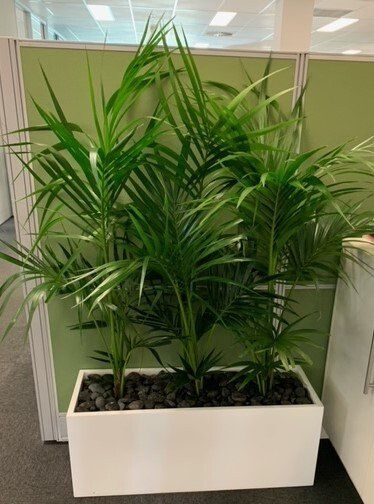 Greenfingers Indoor Plants