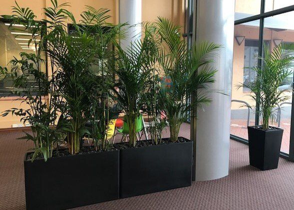 Greenfingers Indoor Plants