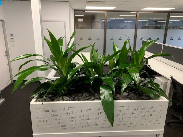 Greenfingers Indoor Plants