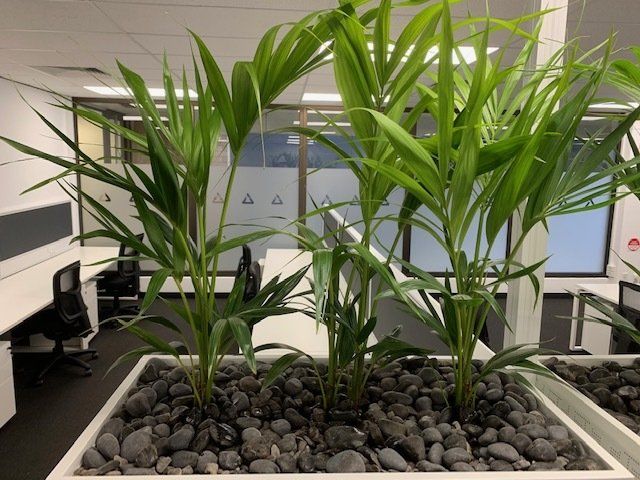 Greenfingers Indoor Plants