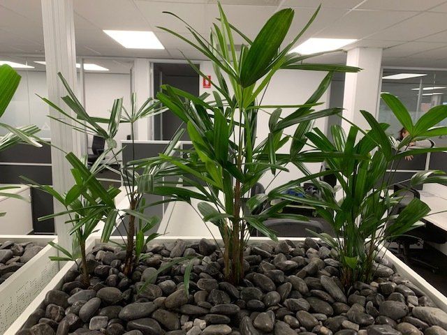 Greenfingers Indoor Plants