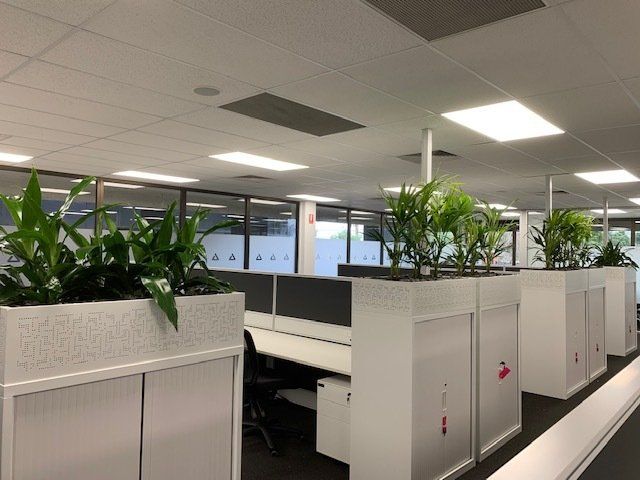 Greenfingers Indoor Plants