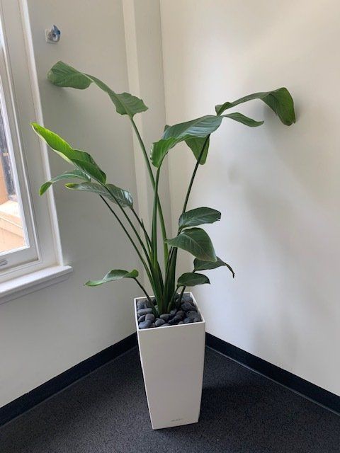 Greenfingers Indoor Plants