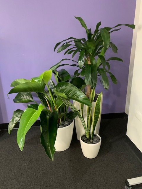 Greenfingers Indoor Plants