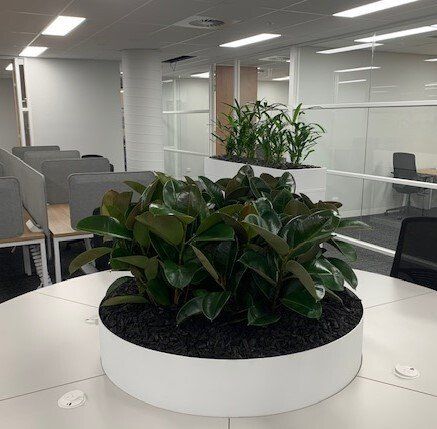 Greenfingers Indoor Plants