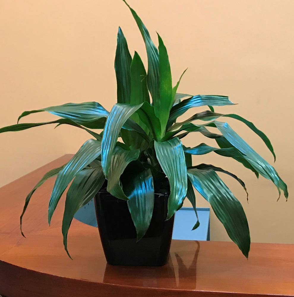 Greenfingers Indoor Plants