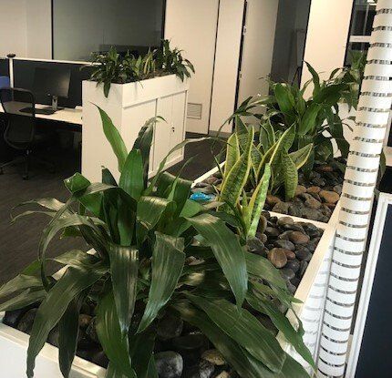 Greenfingers Indoor Plants