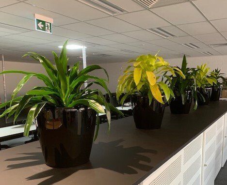 Greenfingers Indoor Plants