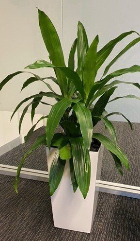 Greenfingers Indoor Plants