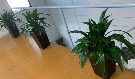 Greenfingers Indoor Plants