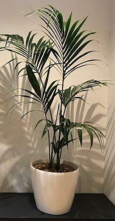 Greenfingers Indoor Plants