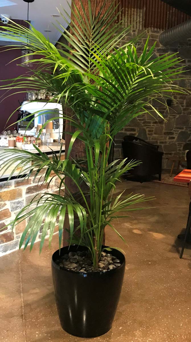 Greenfingers Indoor Plants