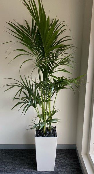 Greenfingers Indoor Plants