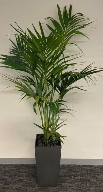 Greenfingers Indoor Plants