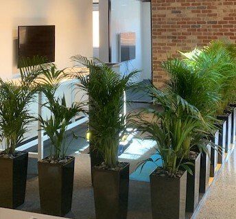 Greenfingers Indoor Plants