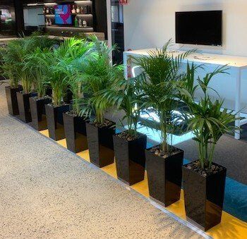Greenfingers Indoor Plants