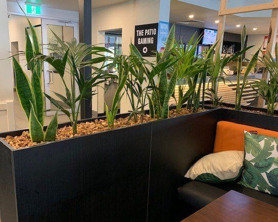 Greenfingers Indoor Plants