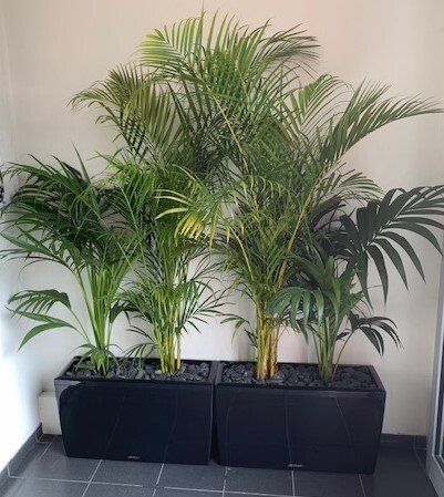 Greenfingers Indoor Plants
