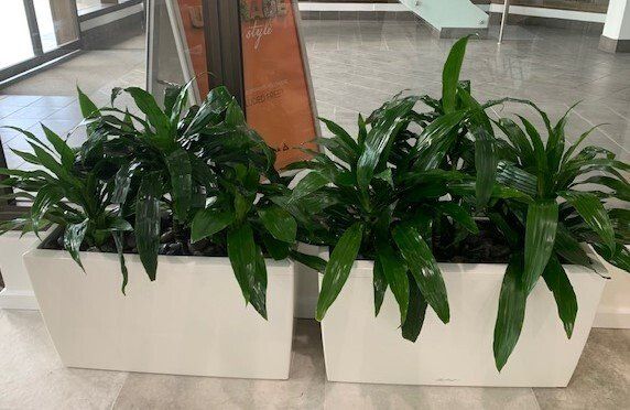 Greenfingers Indoor Plants