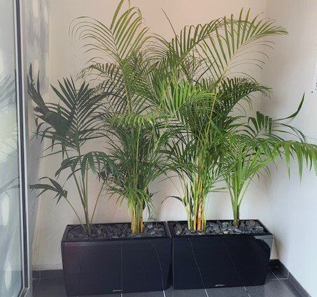 Greenfingers Indoor Plants