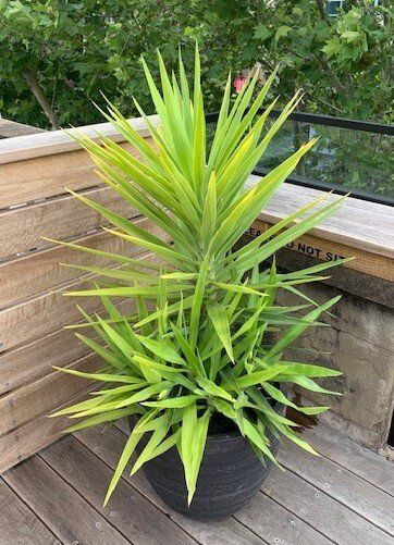 Greenfingers Indoor Plants