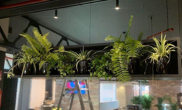 Greenfingers Indoor Plants
