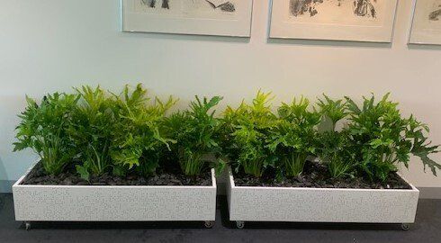 Greenfingers Indoor Plants