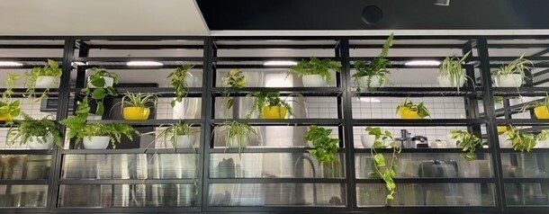 Greenfingers Indoor Plants