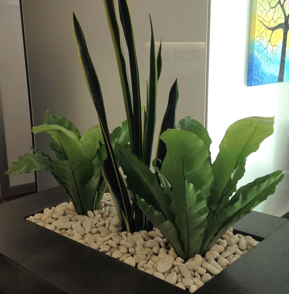 Greenfingers Indoor Plants