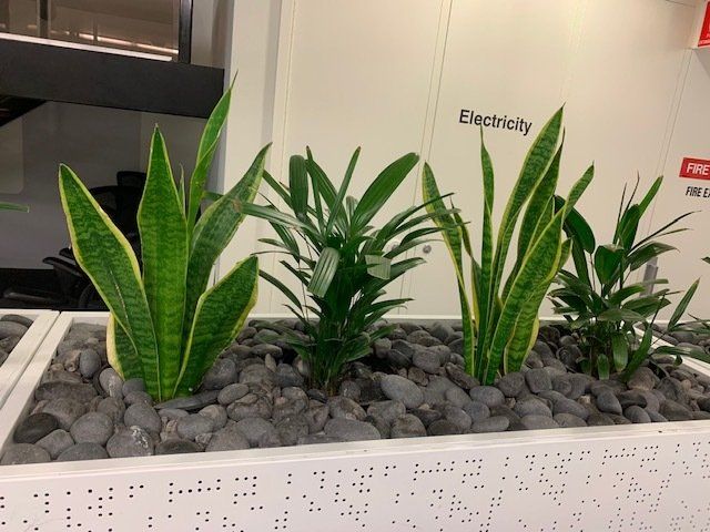 Greenfingers Indoor Plants