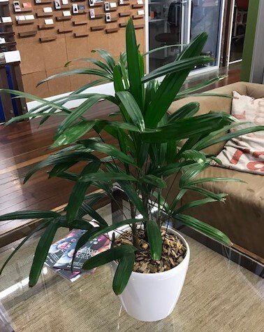 Greenfingers Indoor Plants