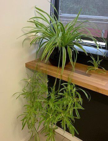 Greenfingers Indoor Plants