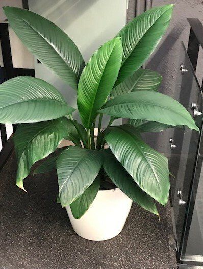 Greenfingers Indoor Plants