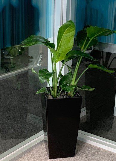 Greenfingers Indoor Plants