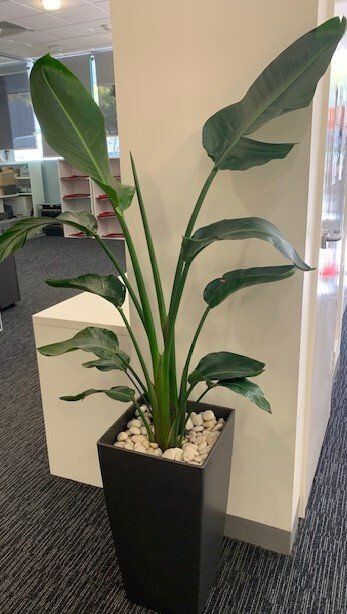 Greenfingers Indoor Plants