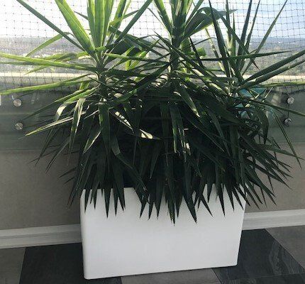 Greenfingers Indoor Plants