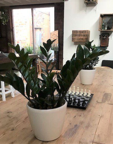 Greenfingers Indoor Plants