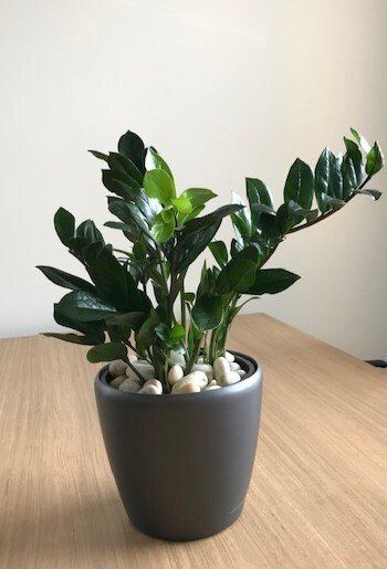 Greenfingers Indoor Plants