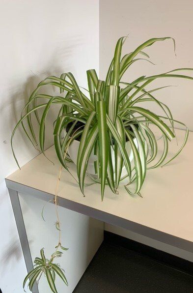 Greenfingers Indoor Plants