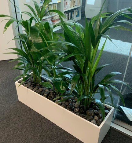 Greenfingers Indoor Plants