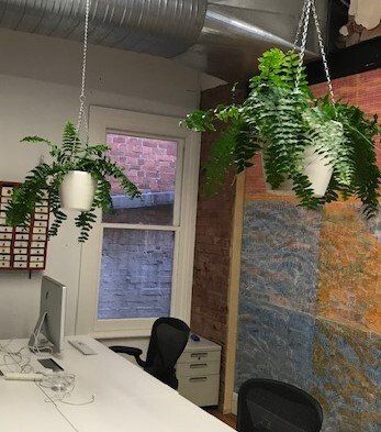 Greenfingers Indoor Plants