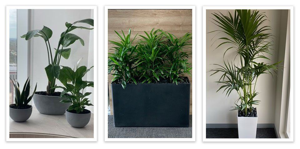 Scrolling Images of Greenfingers Indoor Plants