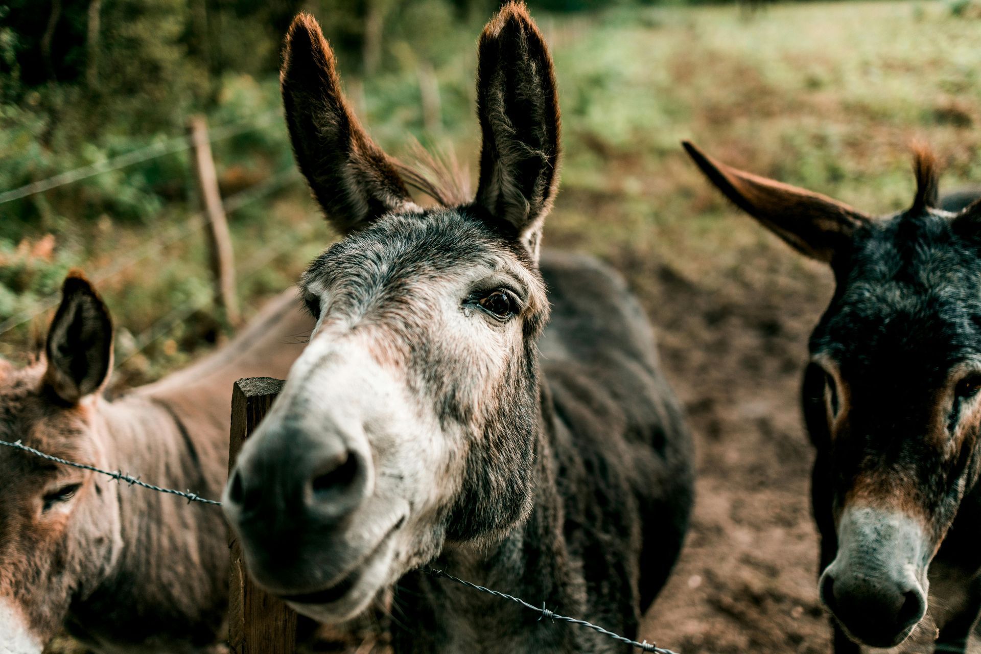 Trois ânes près d'une clôture en fil de fer, au pelage brun et gris, à l'extérieur.