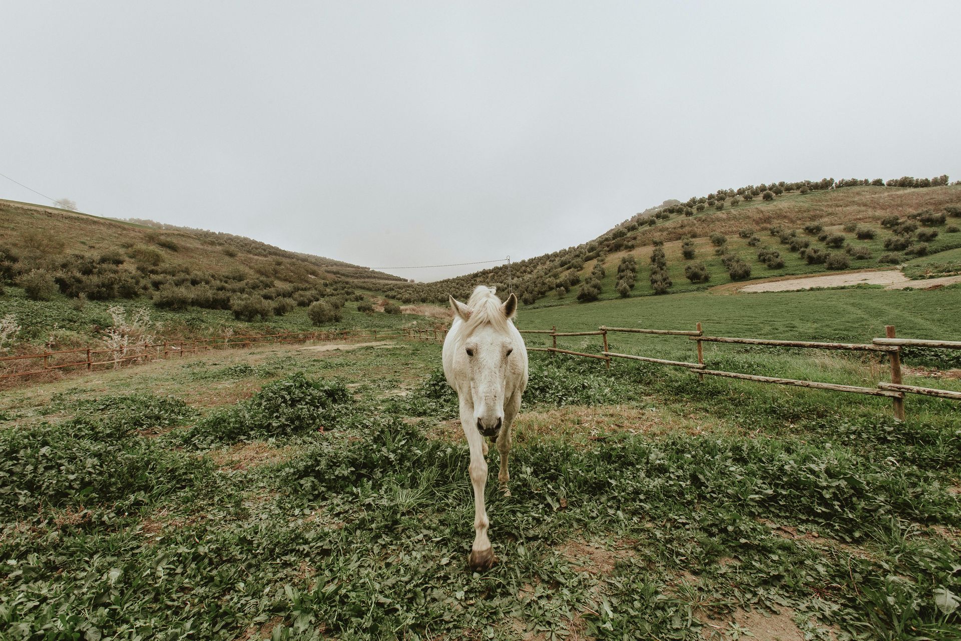 Un cheval blanc s'avance vers la caméra dans un champ herbeux, avec des collines ondulantes en arrière-plan. Ciel couvert.