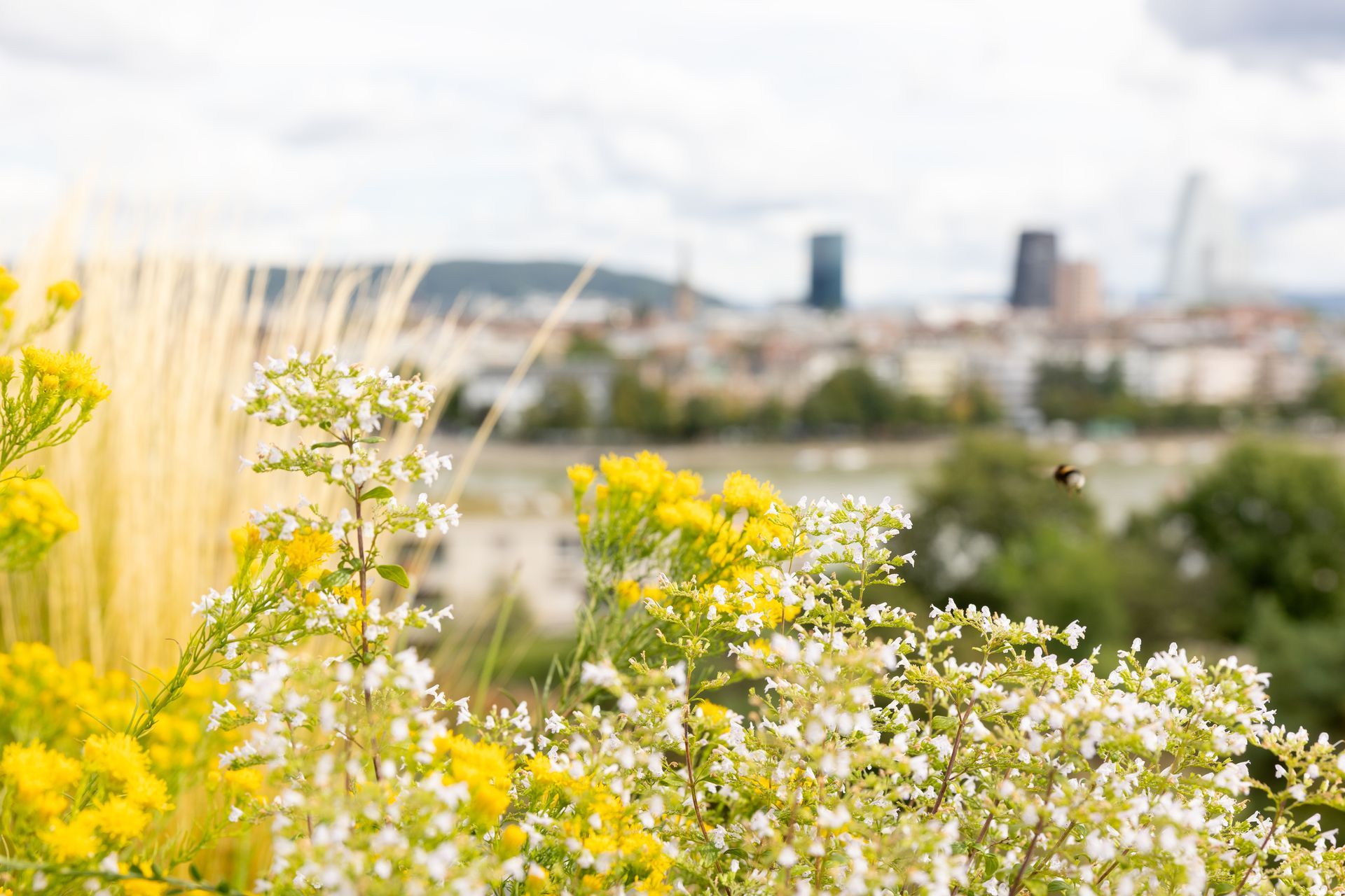 Gelbe und weisse Wildblumen im Vordergrund, verschwommene Stadtlandschaft im Hintergrund unter bewölktem Himmel.